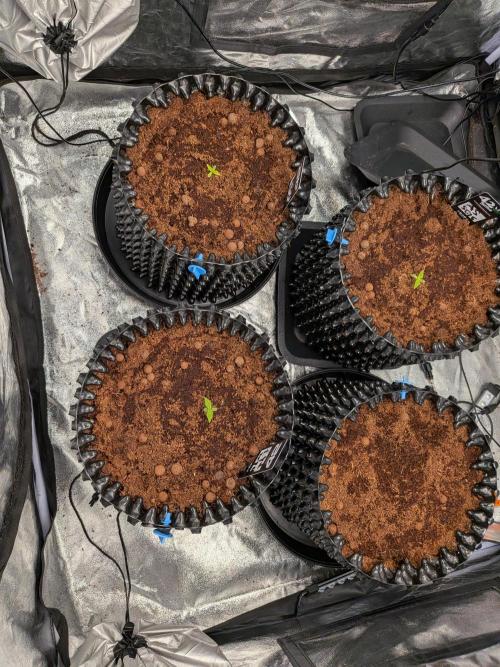 Airpots+ organic super coco mix. Week 1