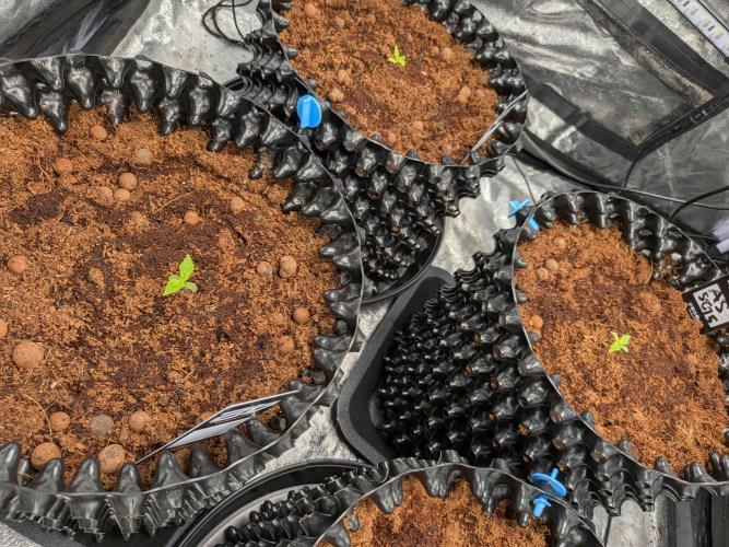 Airpots+ organic super coco mix. Week 1