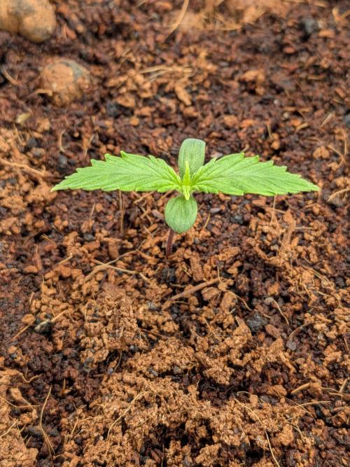 Airpots+ organic super coco mix. Week 1