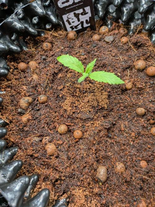 Airpots+ organic super coco mix. Week 2