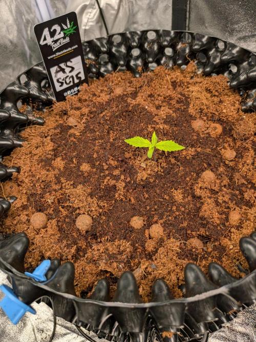 Airpots+ organic super coco mix. Week 2