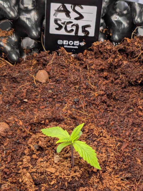 Airpots+ organic super coco mix. Week 2