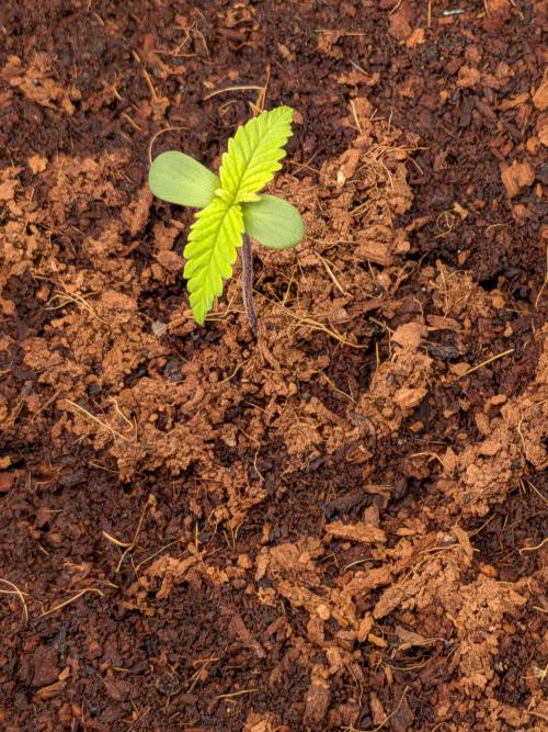 Airpots+ organic super coco mix. Week 2
