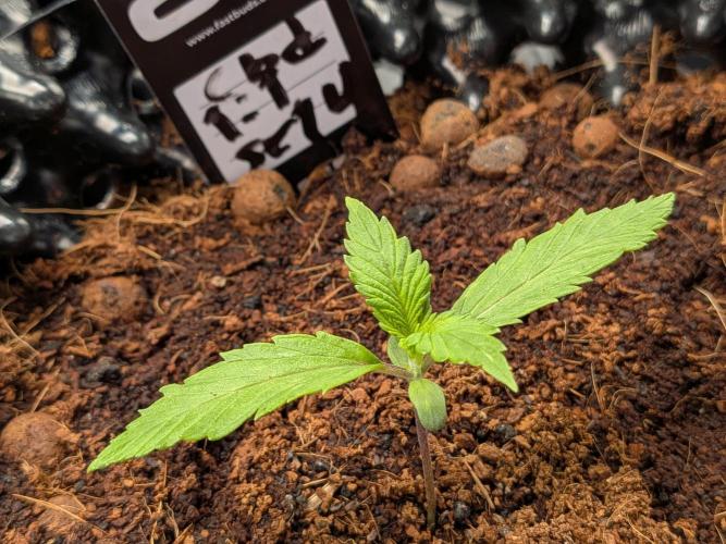 Airpots+ organic super coco mix. Week 2