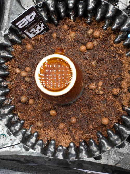 Airpots+ organic super coco mix. Week 2