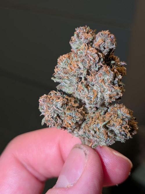 Purple haze. Week 8