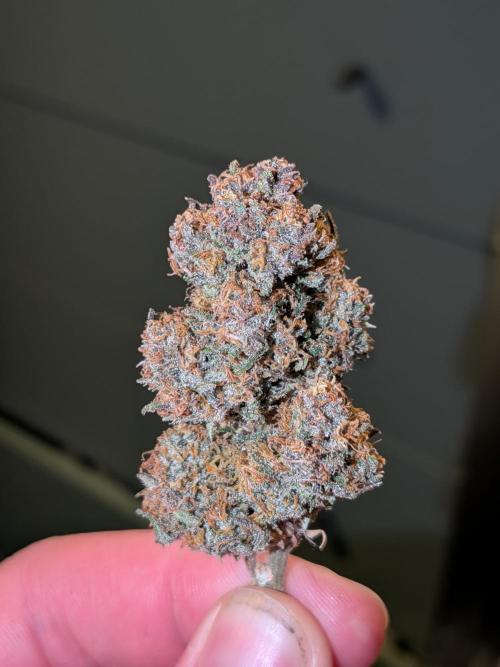 Purple haze. Week 8