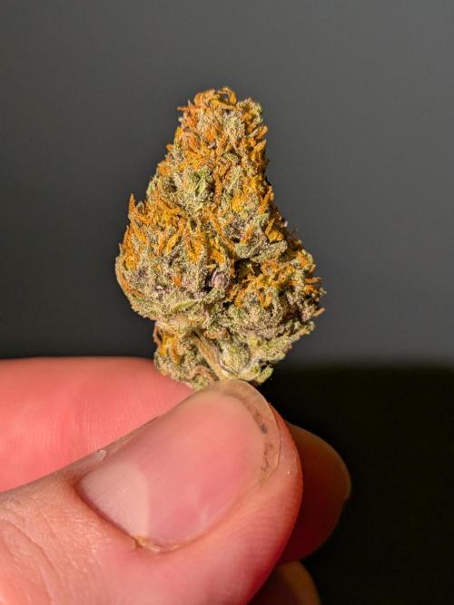Purple haze. Week 8