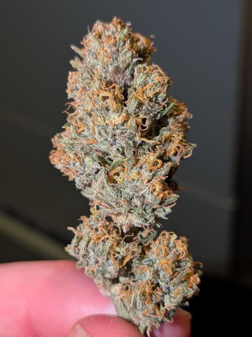 Purple haze. Week 8