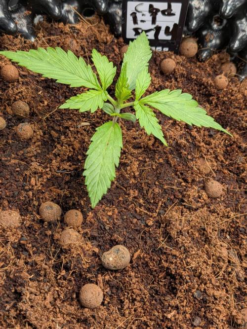 Airpots+ organic super coco mix. Week 3
