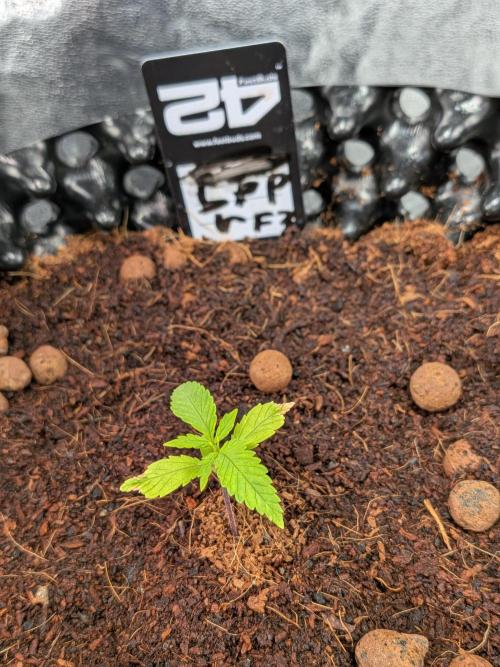 Airpots+ organic super coco mix. Week 3