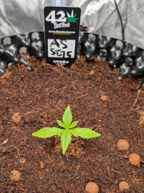Airpots+ organic super coco mix. Week 3