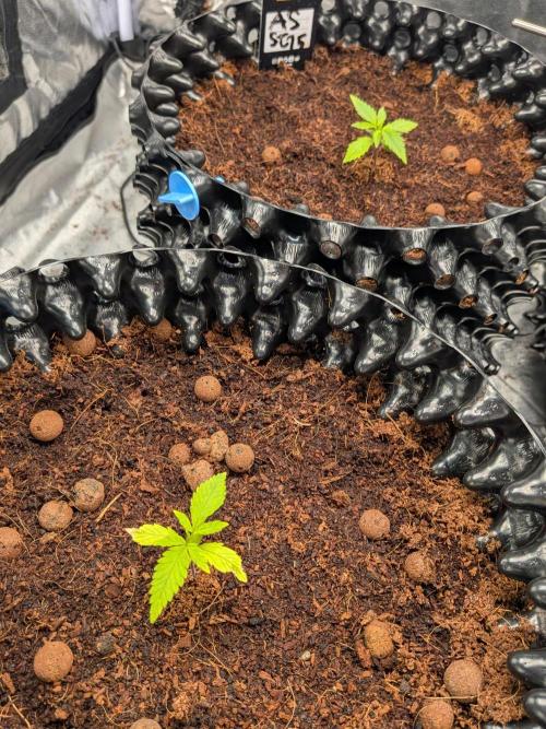 Airpots+ organic super coco mix. Week 3
