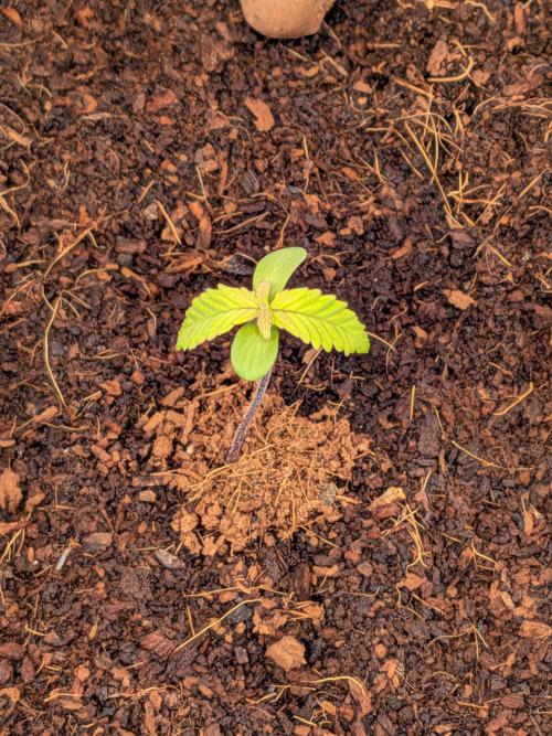 Airpots+ organic super coco mix. Week 3