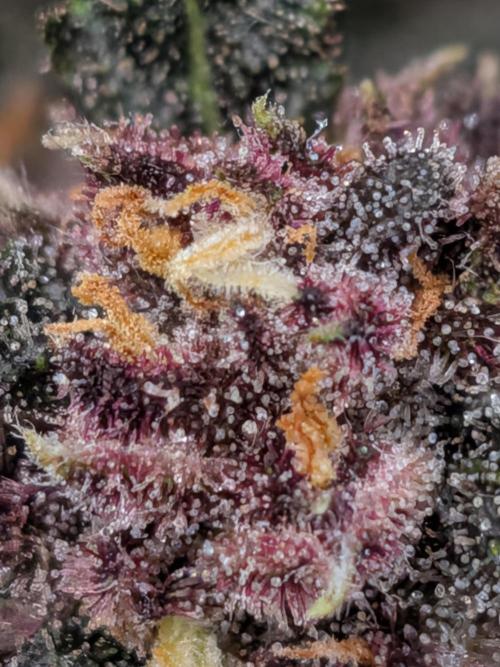 Purple haze. Week 9