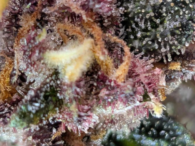Purple haze. Week 9