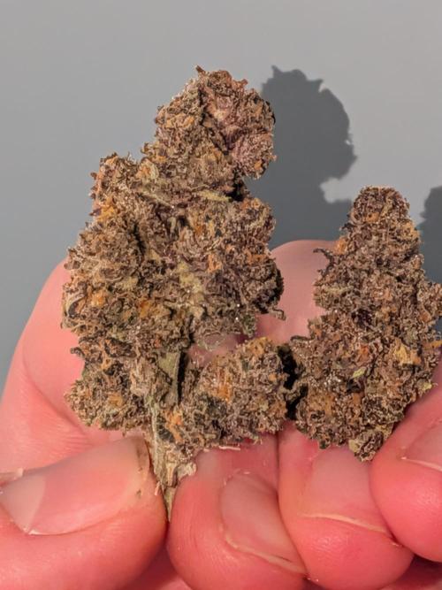Purple haze. Week 9