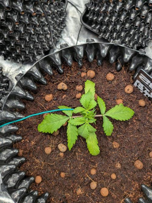 Airpots+ organic super coco mix. Week 3