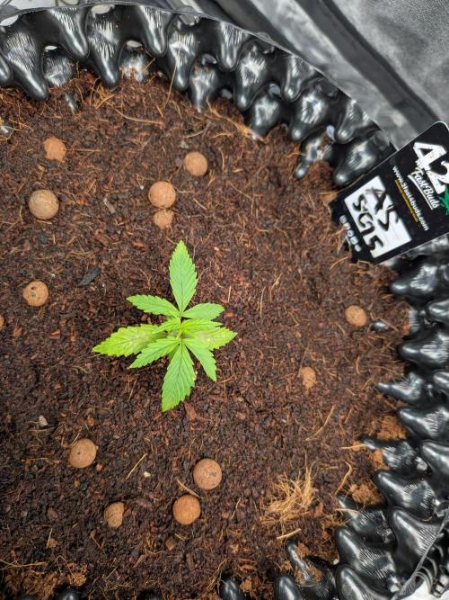 Airpots+ organic super coco mix. Week 3