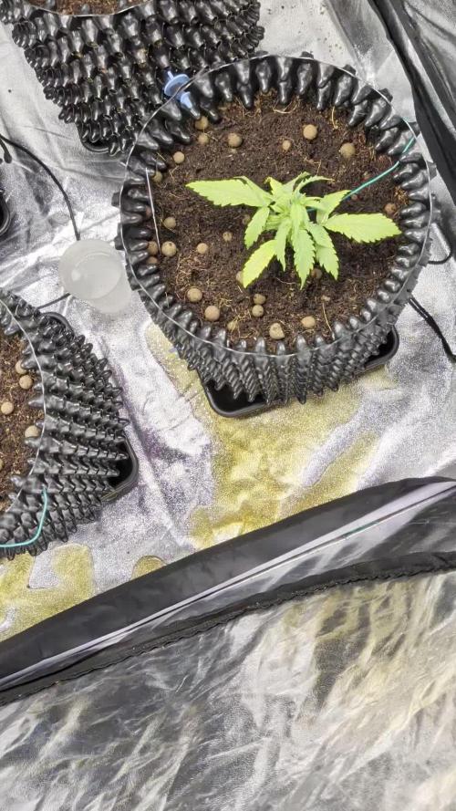 Airpots+ organic super coco mix