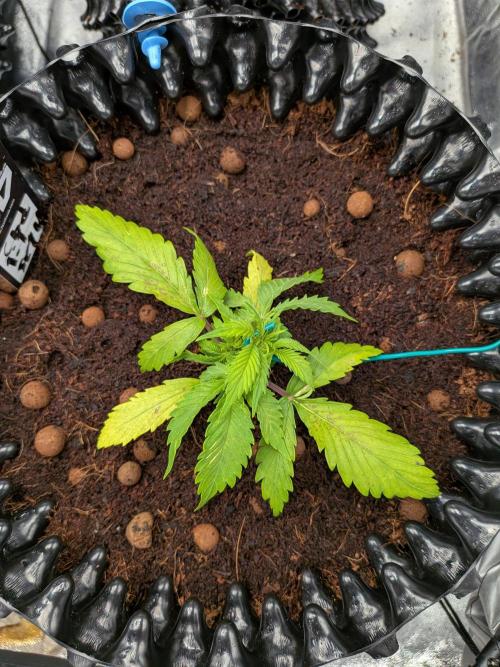 Airpots+ organic super coco mix. Week 4