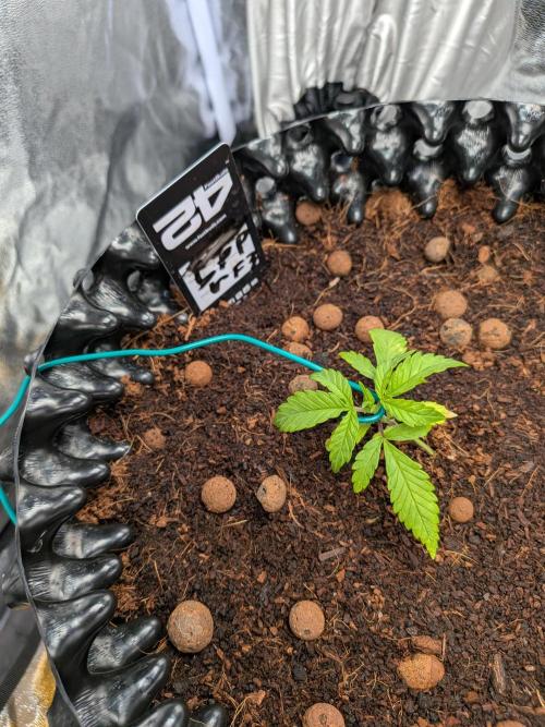 Airpots+ organic super coco mix. Week 4
