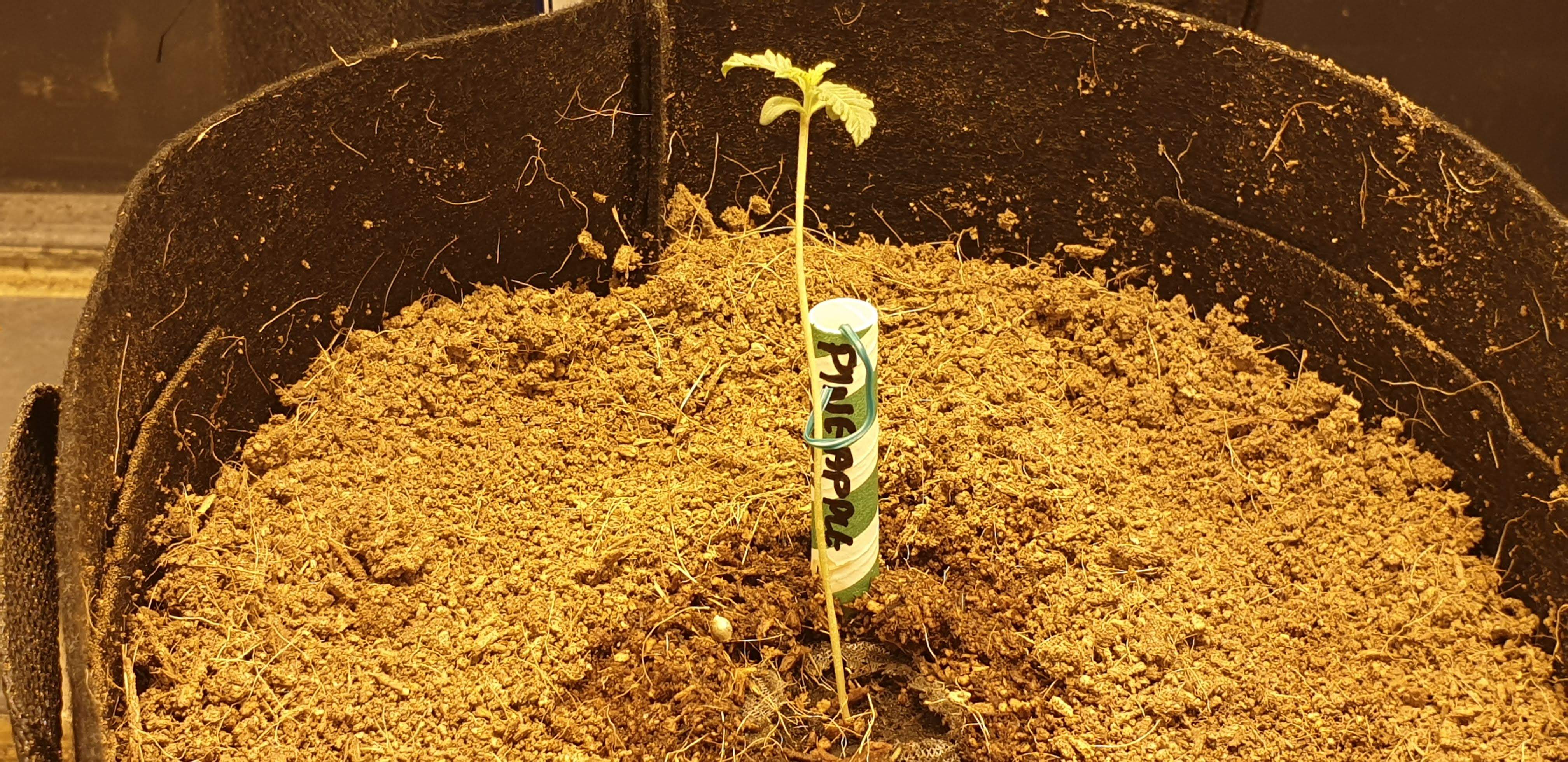 G13 Labs Pineapple Express grow diary (journal) week3 by GabznPhil