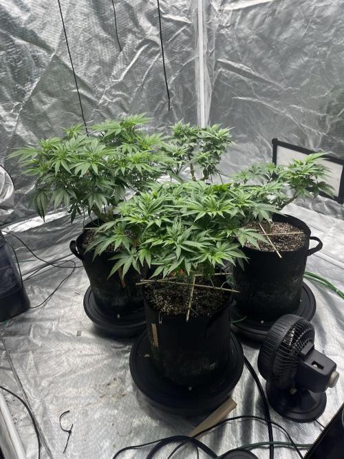 MoonFog. Week 8