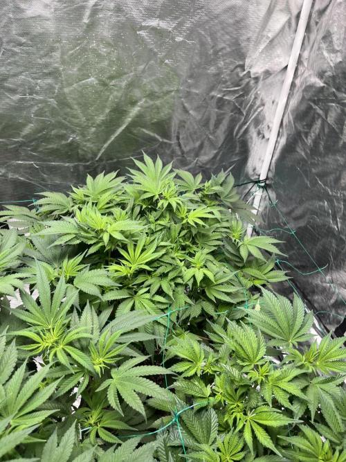 MoonFog. Week 10