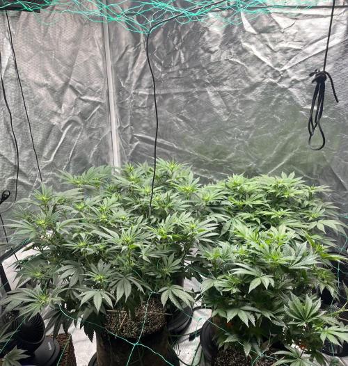 MoonFog. Week 10