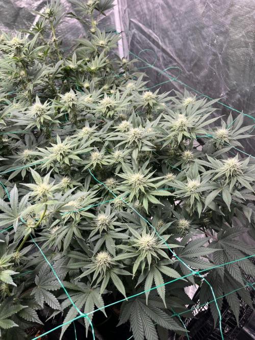 MoonFog. Week 12