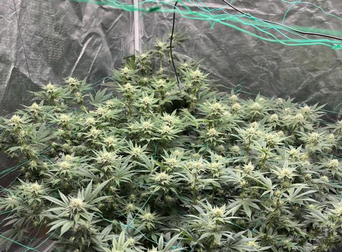 MoonFog. Week 12