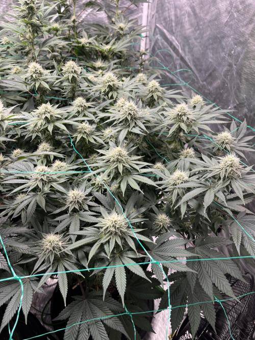 MoonFog. Week 12