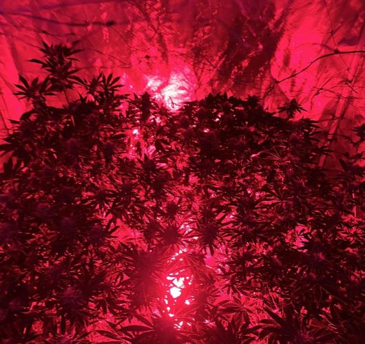 MoonFog. Week 13 - Red light density check. 