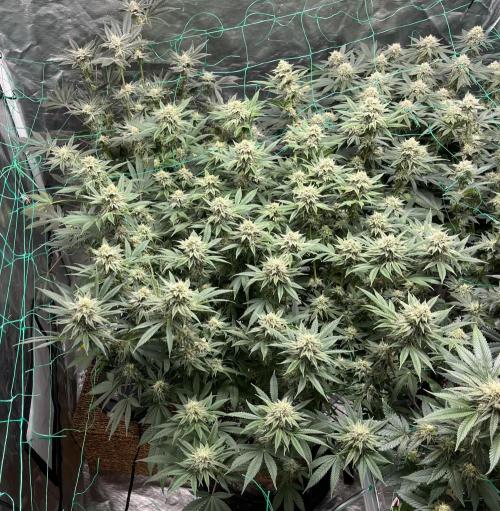 MoonFog. Week 13