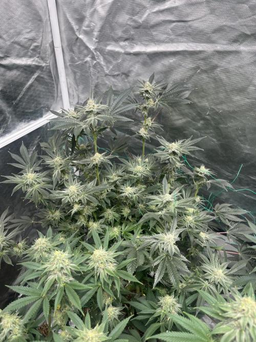 MoonFog. Week 13