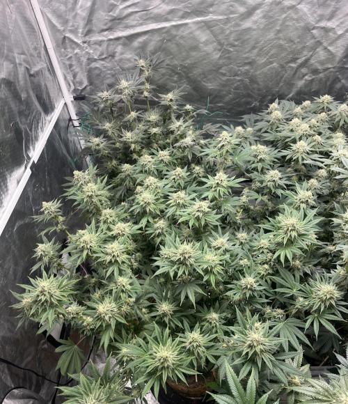 MoonFog. Week 13