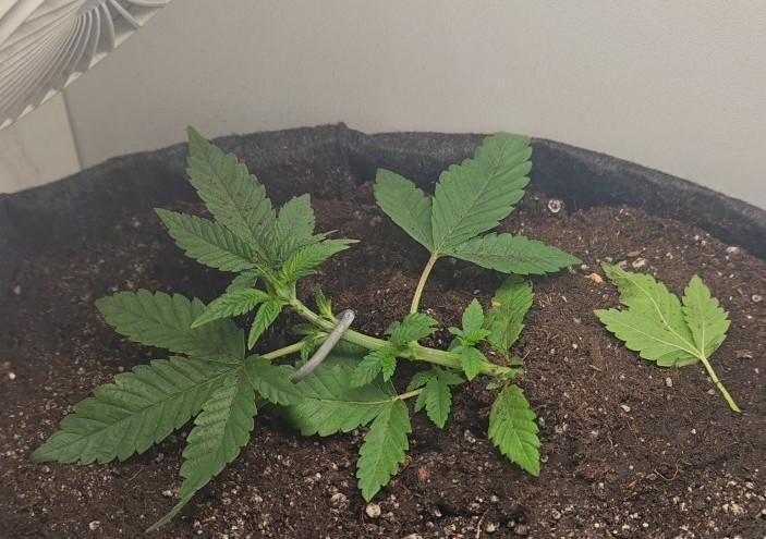 Mini grow bluberry. Week 5