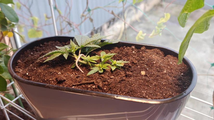 Mini grow bluberry. Week 5