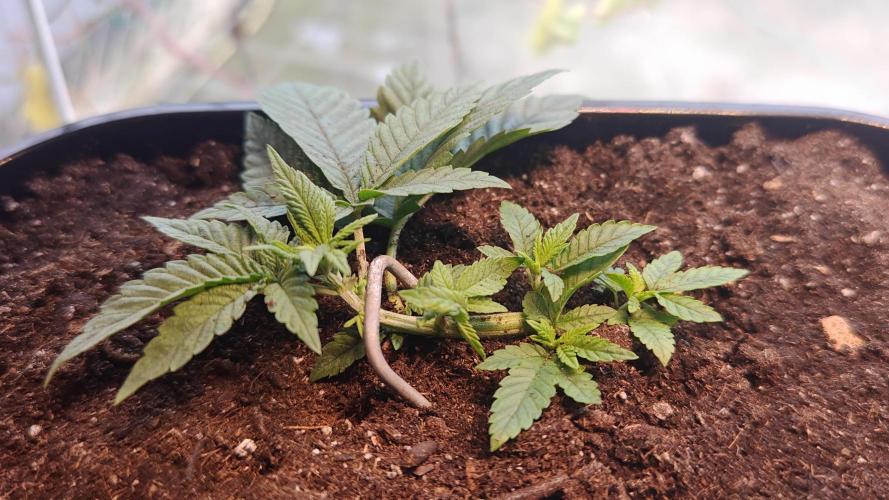 Mini grow bluberry. Week 5