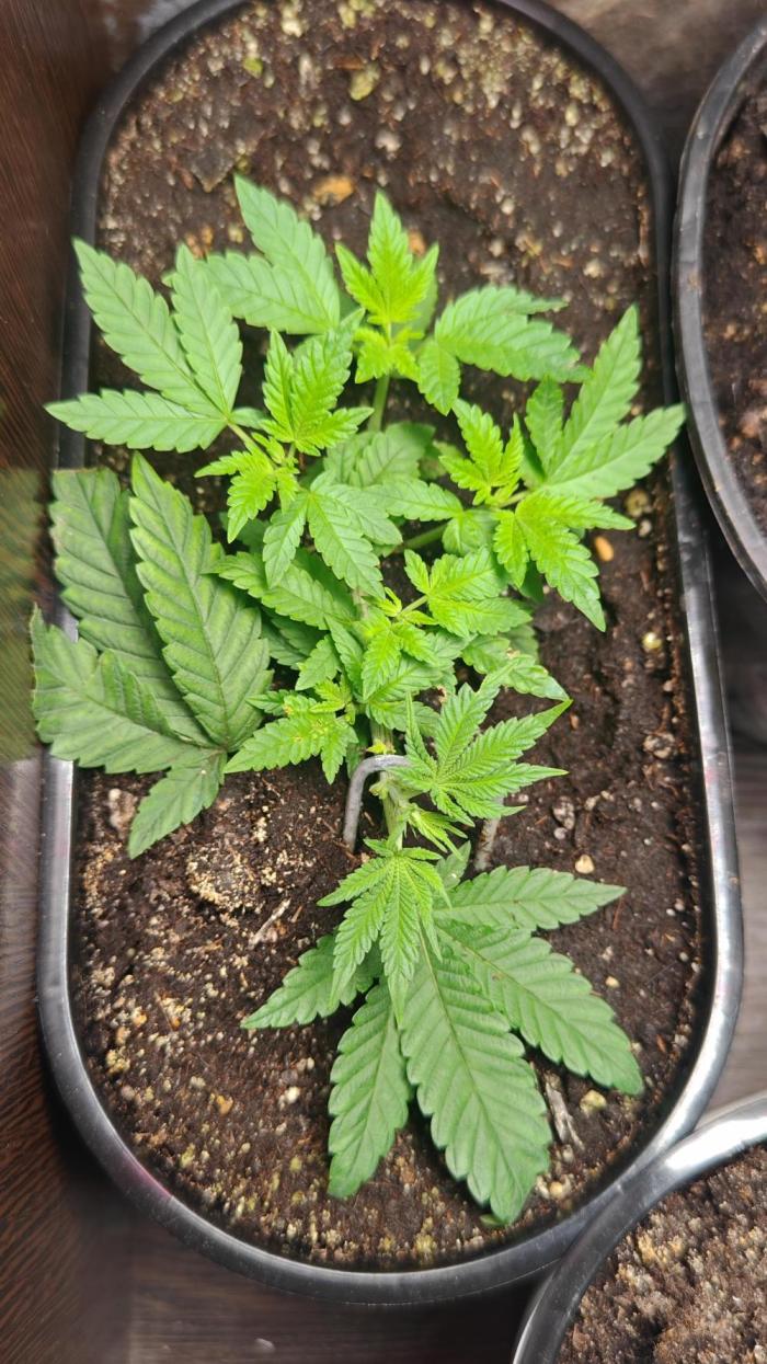 Mini grow bluberry. Week 6