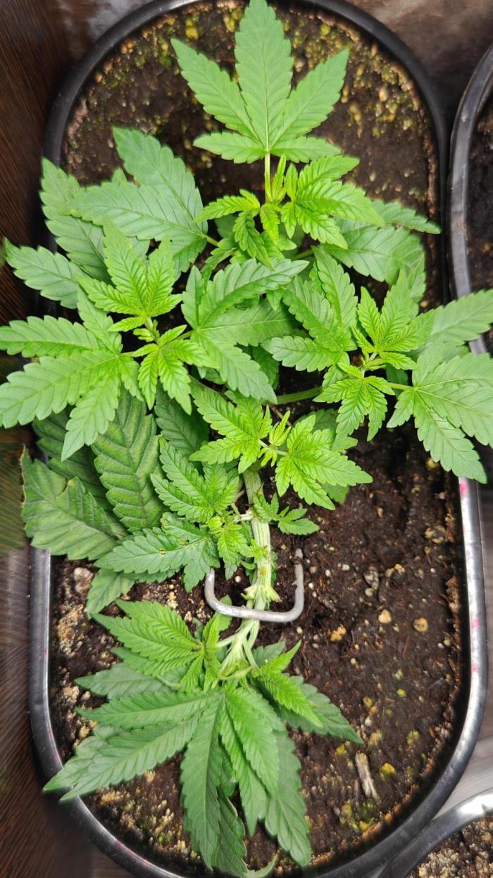 Mini grow bluberry. Week 7