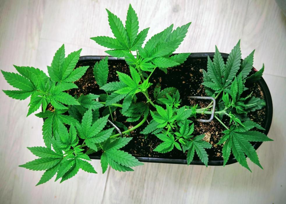 Mini grow bluberry. Week 8