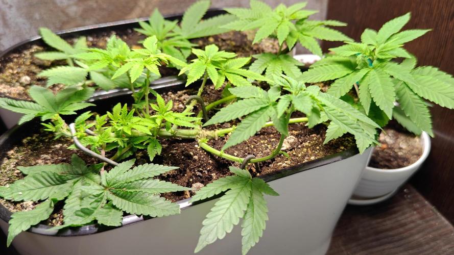 Mini grow bluberry. Week 9