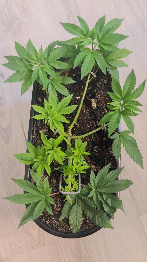 Mini grow bluberry. Week 9