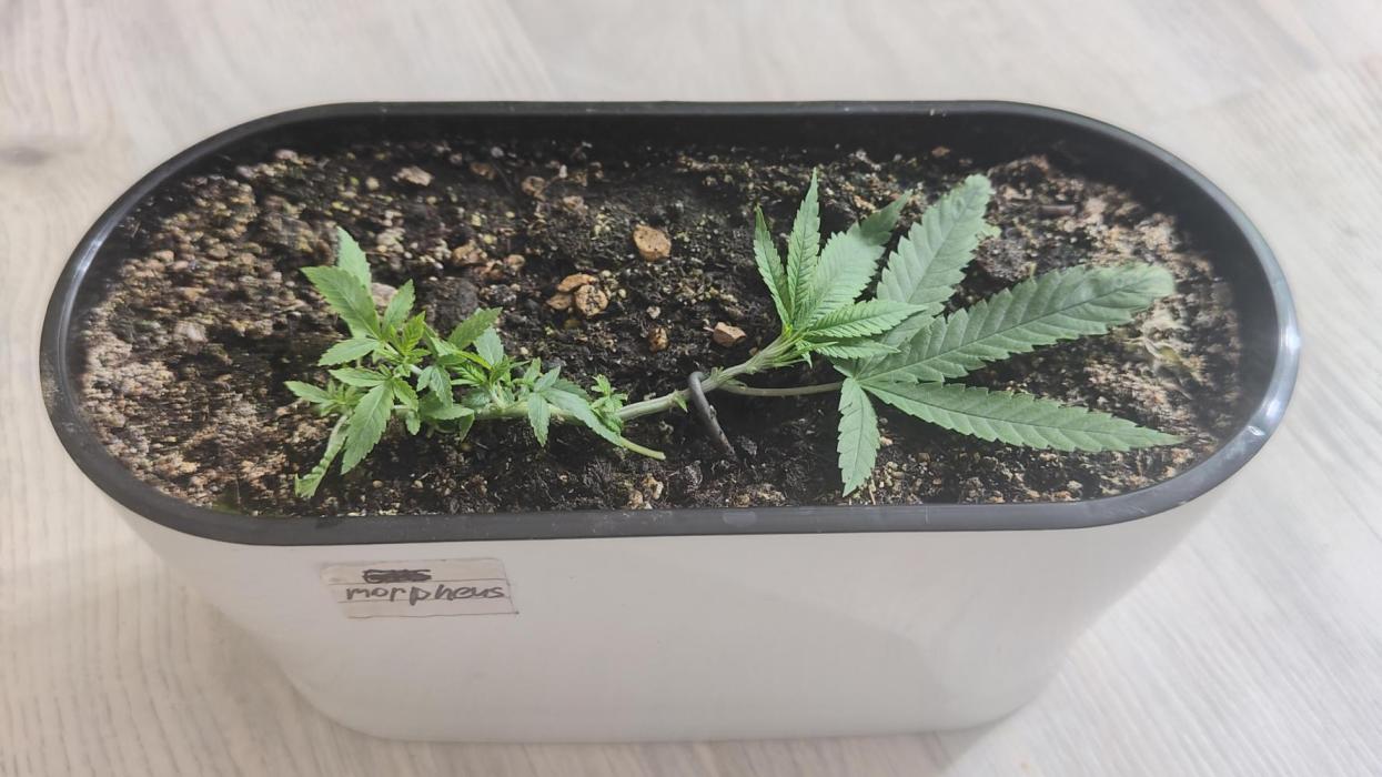 Mini-grow. Week 4