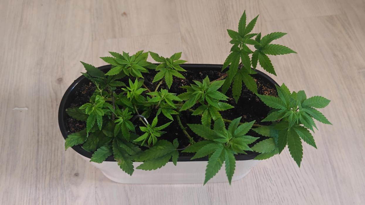 Mini grow bluberry. Week 10