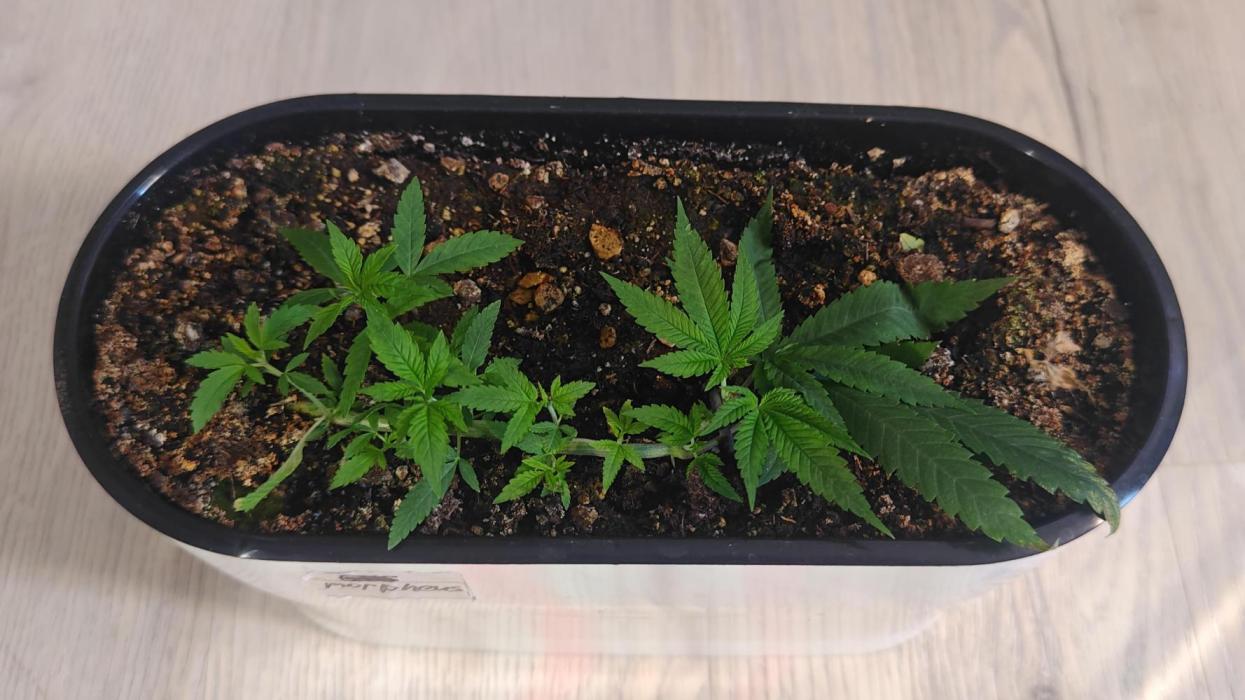 Mini-grow. Week 5