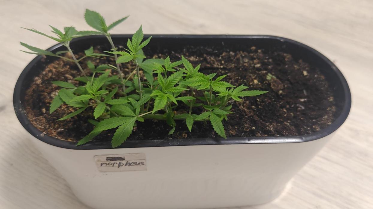 Mini-grow. Week 6