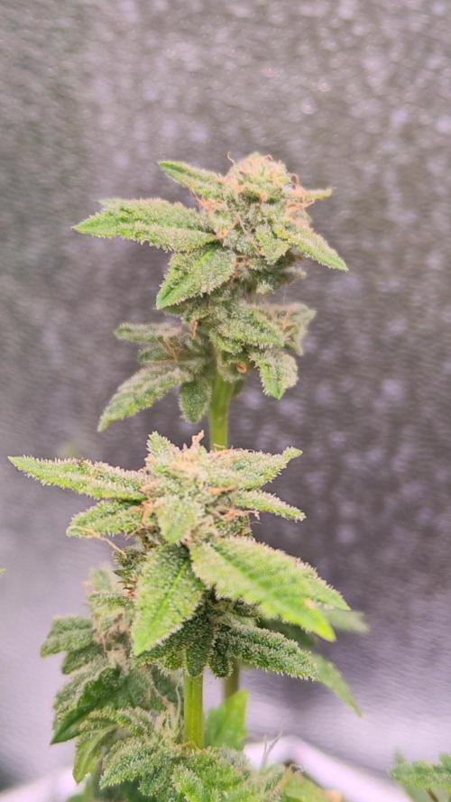 Mini grow bluberry. Week 13